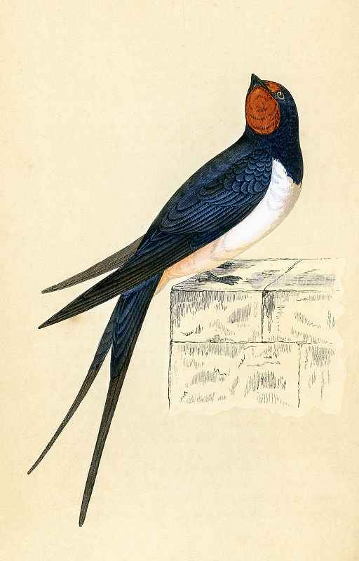 燕子，谷仓燕子，Hirundo rustica，鸟类，野生动物艺术印刷